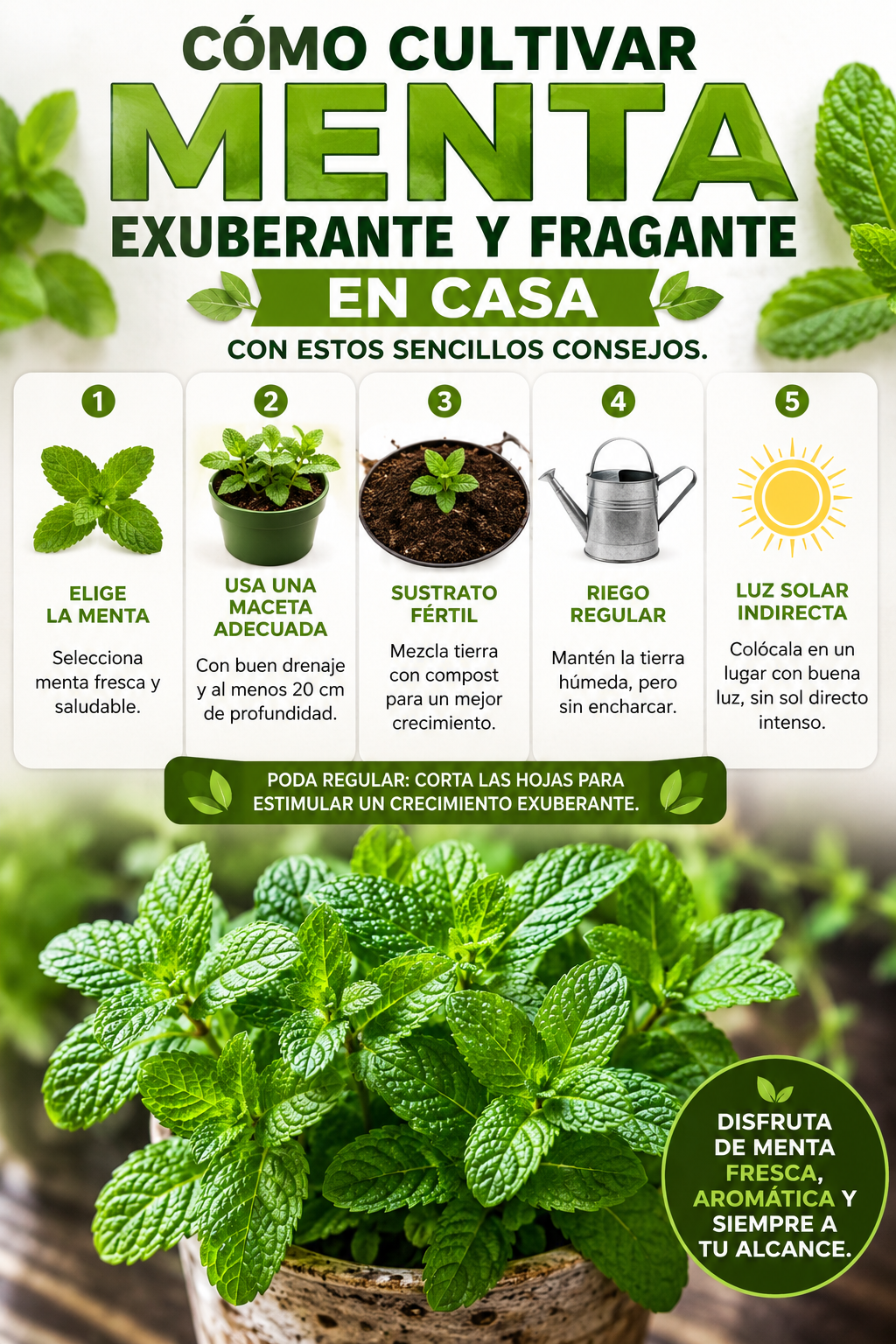 Cómo cultivar menta exuberante y fragante en casa con estos sencillos consejos.