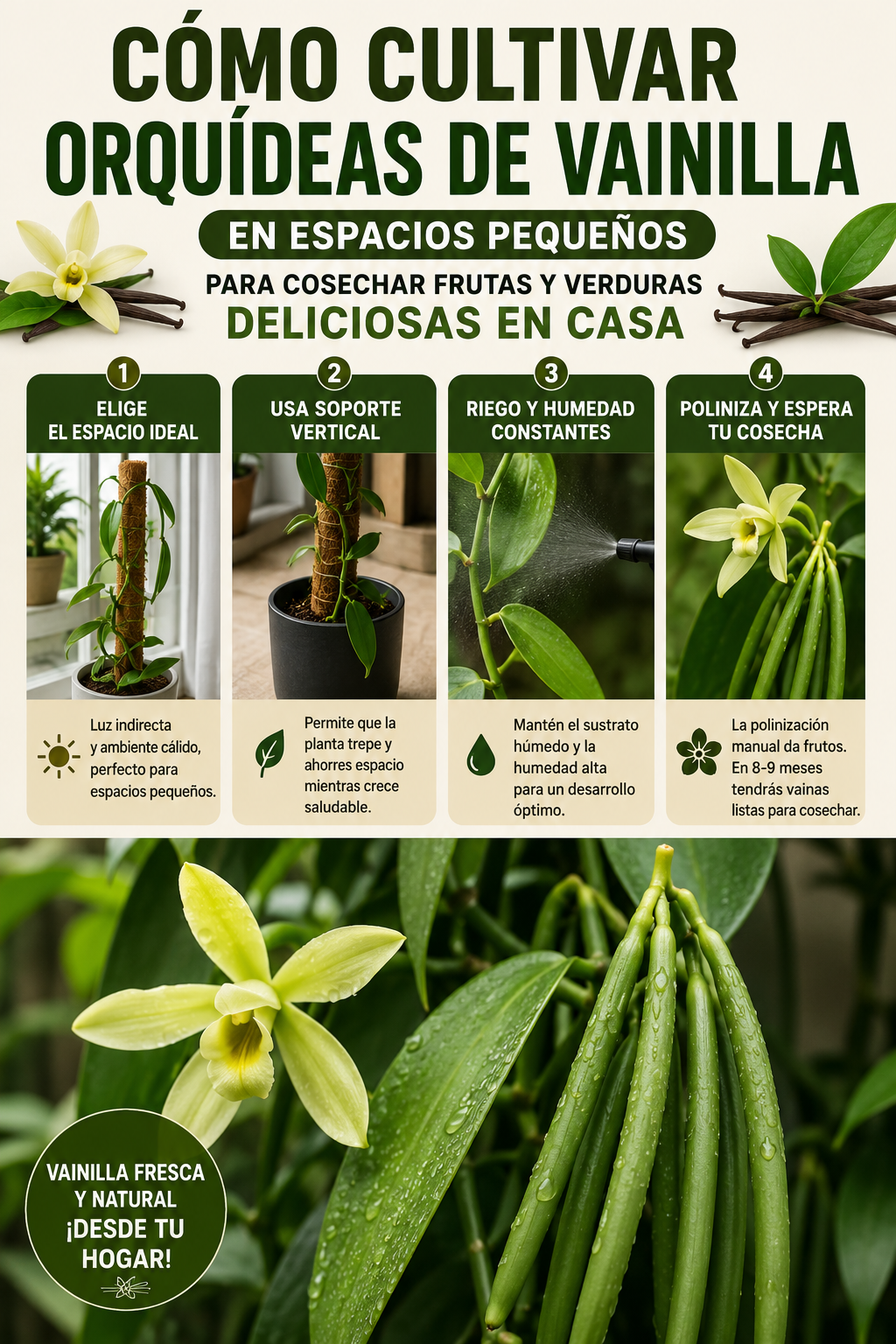 Cómo cultivar orquídeas de vainilla en espacios pequeños para cosechar frutas y verduras deliciosas en casa