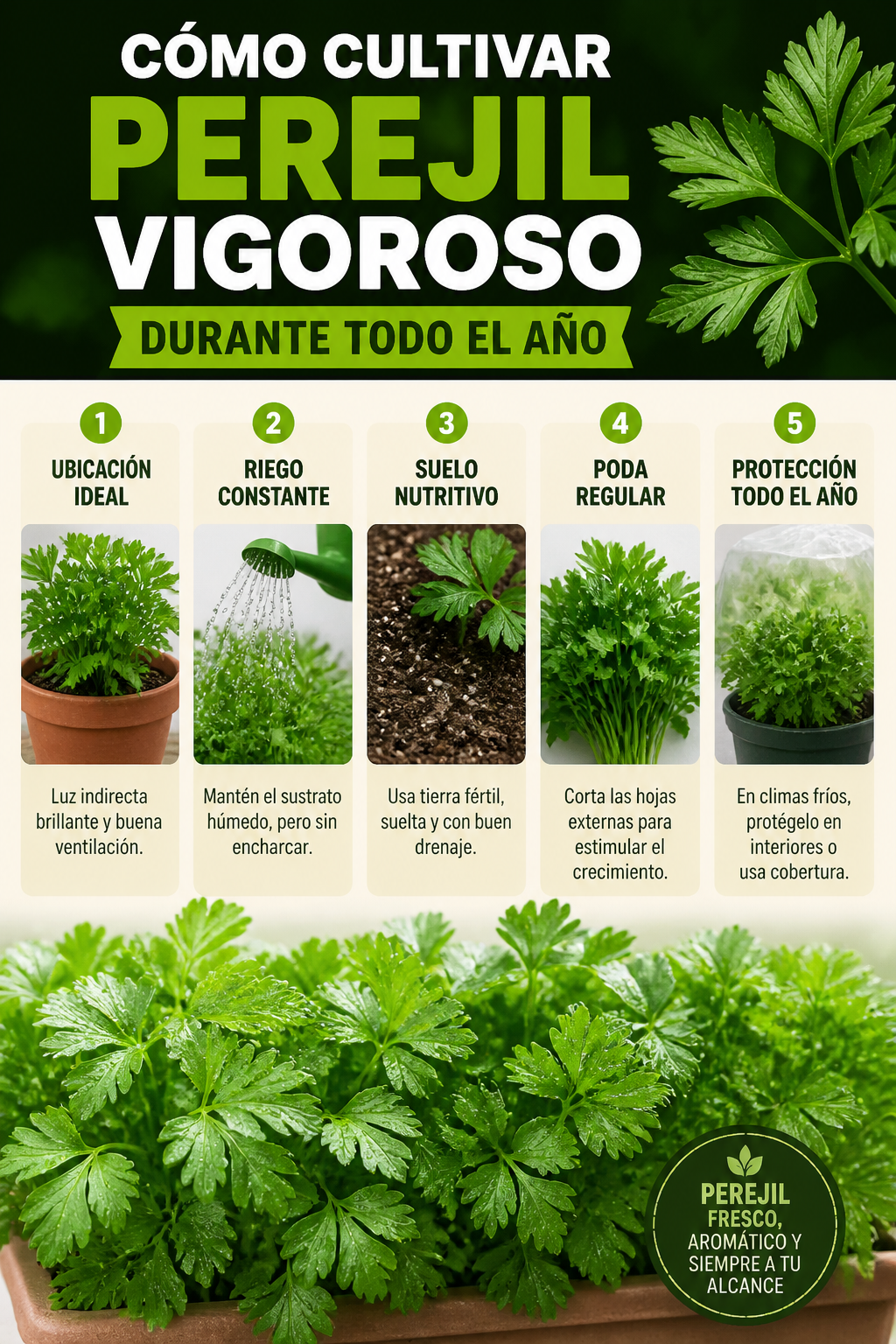 Cómo cultivar perejil vigoroso durante todo el año