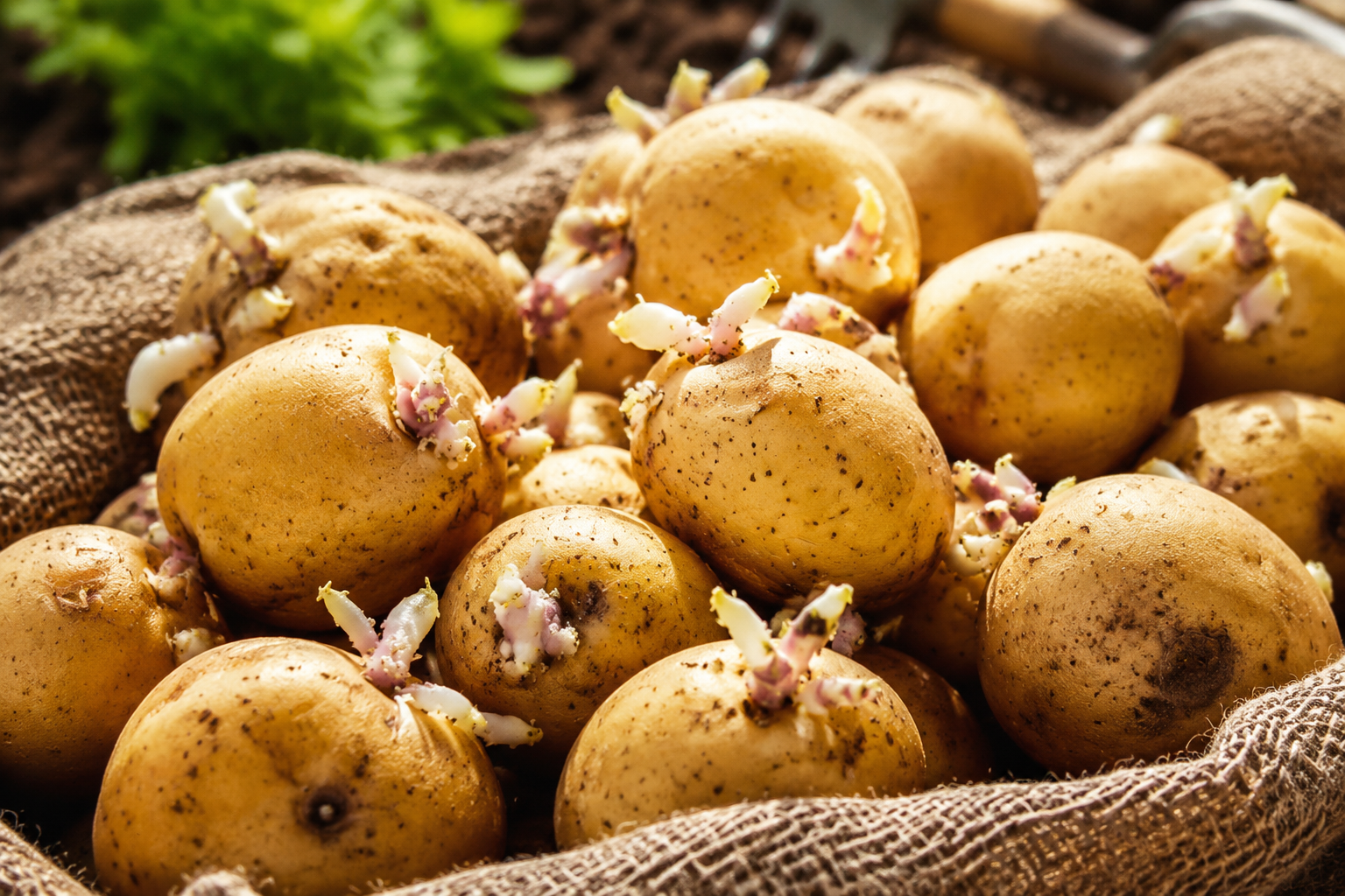 Cómo evitar que las patatas broten: un truco sencillo y eficaz