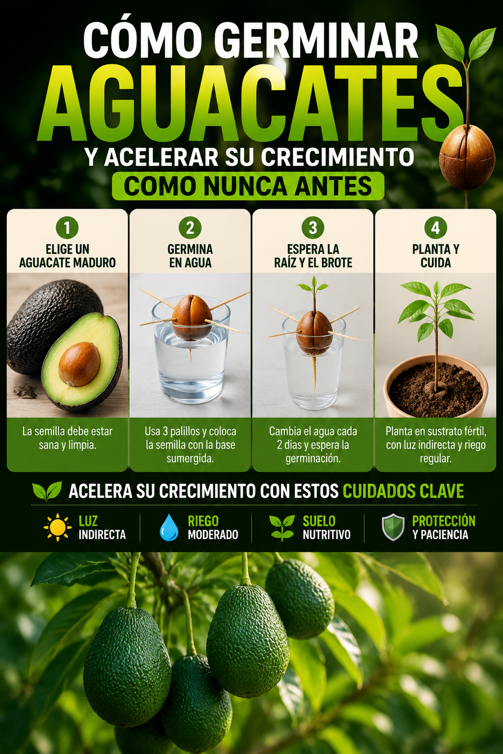 Cómo germinar aguacates y acelerar su crecimiento como nunca antes