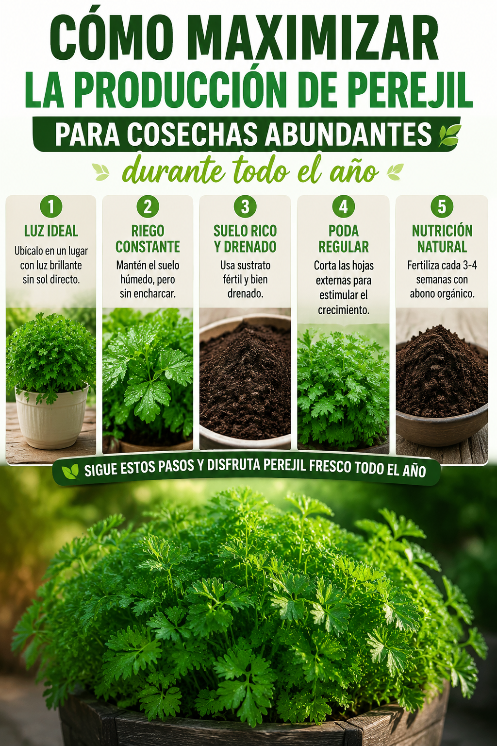 Cómo maximizar la producción de perejil para cosechas abundantes durante todo el año