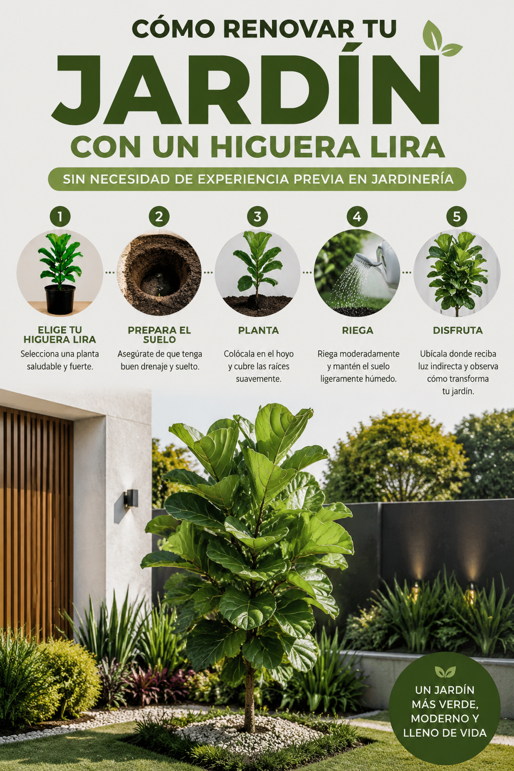 Cómo renovar tu jardín con un higuera lira sin necesidad de experiencia previa en jardinería