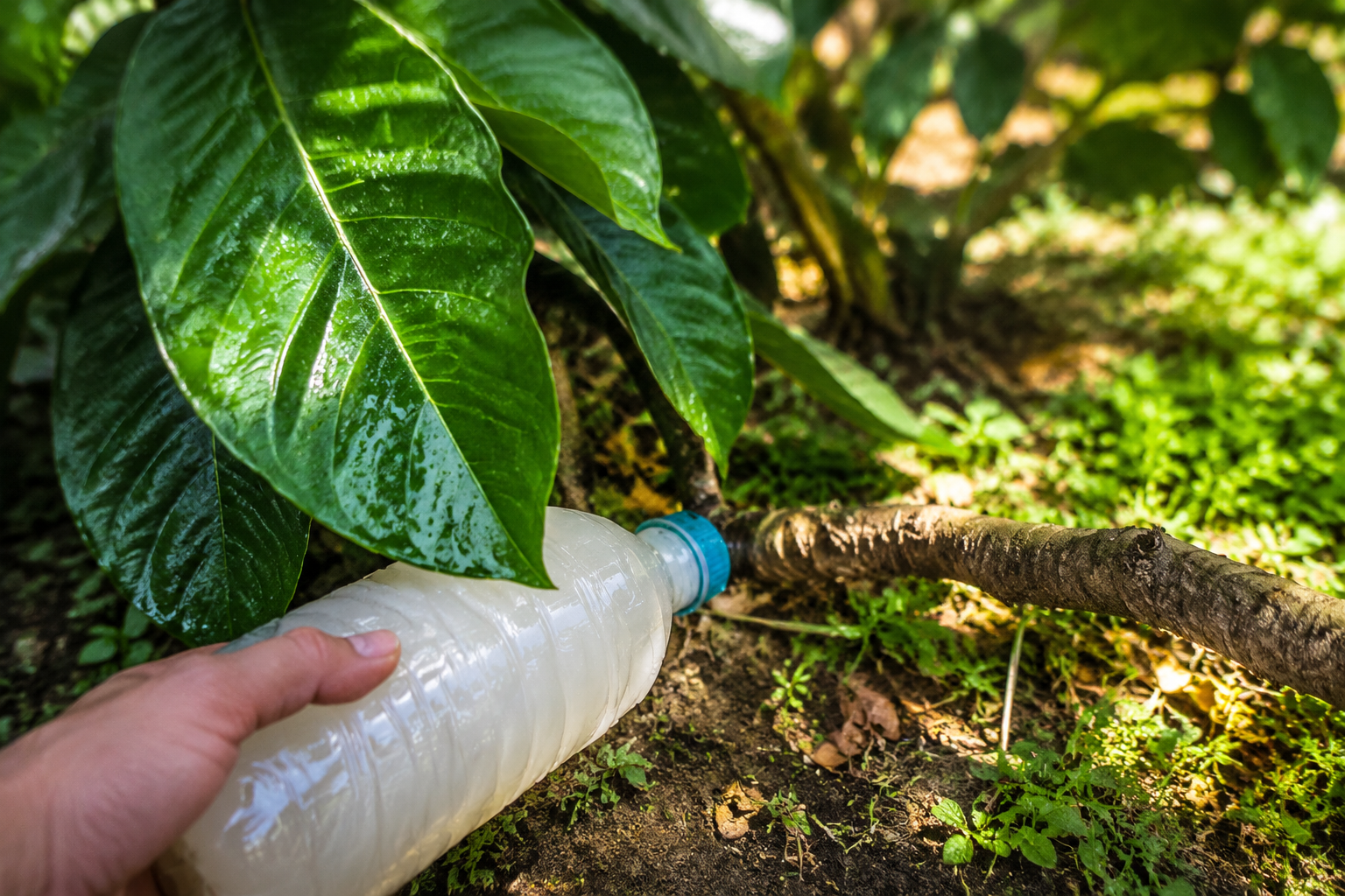 La leche en el jardín: así puedes aprovecharla