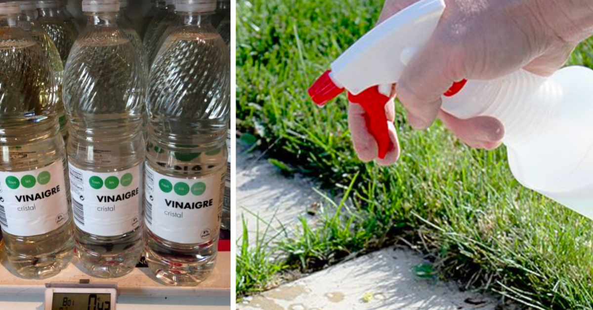 10 motivos para usar vinagre blanco en el cuidado de tu jardín