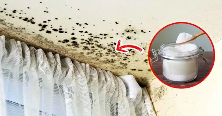 4 soluciones caseras para eliminar el moho de las paredes