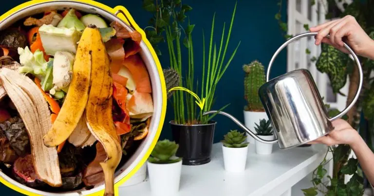 Abono natural: así se utilizan las cáscaras de frutas y verduras para nutrir las plantas
