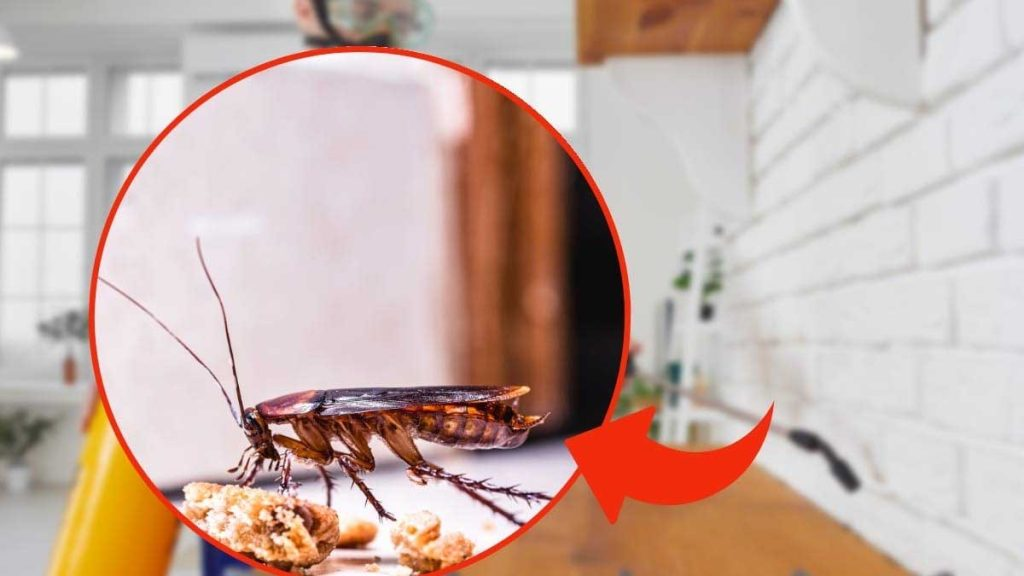 Consejo del día para el explorador: ¿de dónde vienen las cucarachas y cómo hacer que salgan de casa?