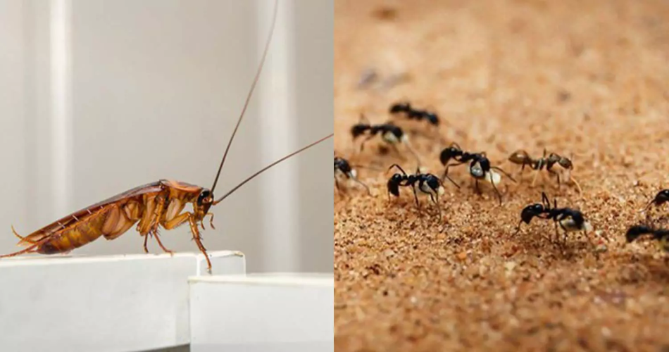 El olor natural que las cucarachas y hormigas no soportan en absoluto