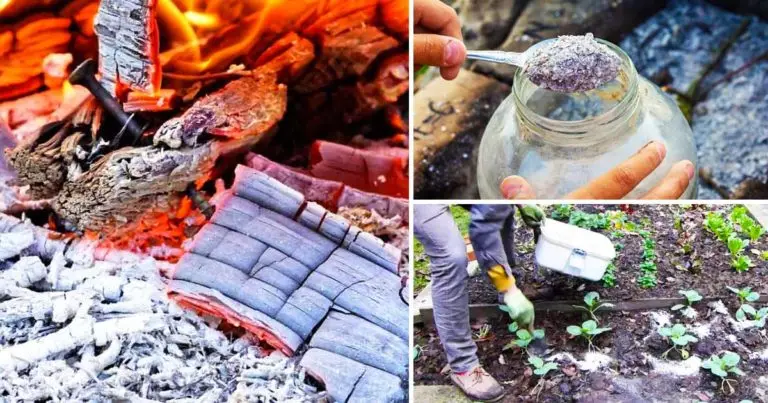 No desperdicies la ceniza de la madera: aquí tienes 8 maneras de usarla en el jardín y en casa