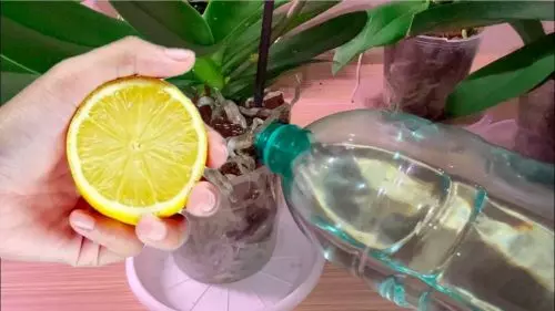 Por qué riego la orquídea con agua de limón: el resultado no tardará en llegar