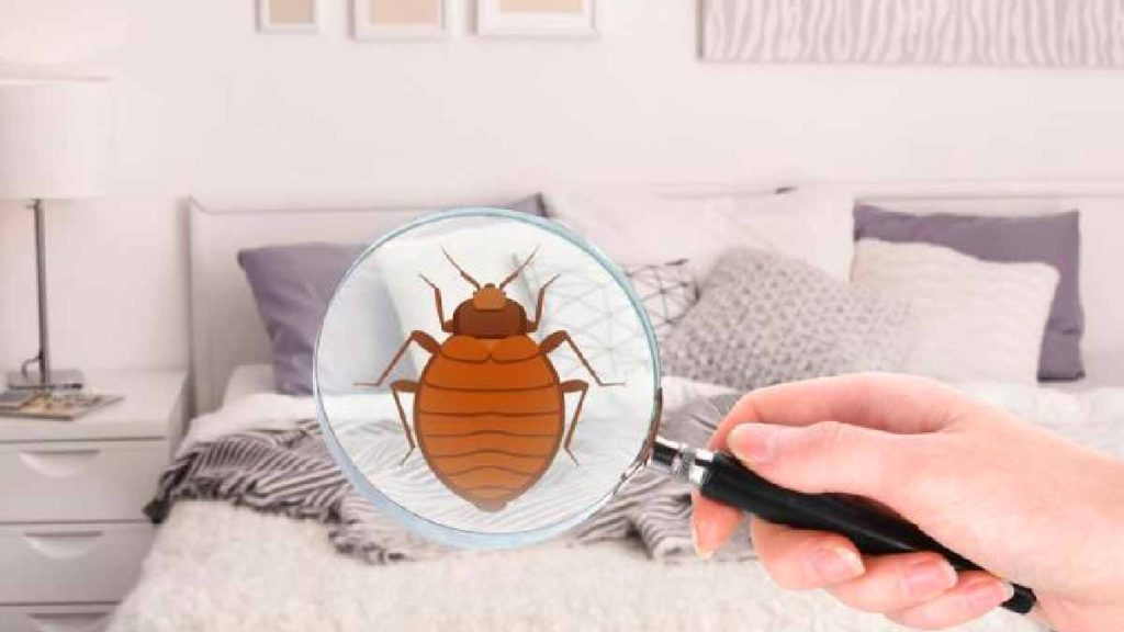 Previene la invasión de chinches con estos remedios naturales