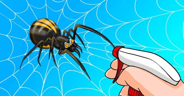 ¿Cómo deshacerse de las telarañas? 3 pasos