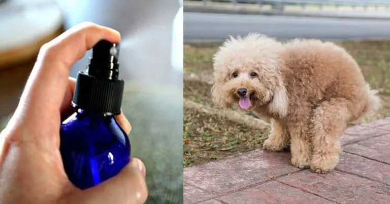 ¿Cómo eliminar el olor a caca de perro en casa?