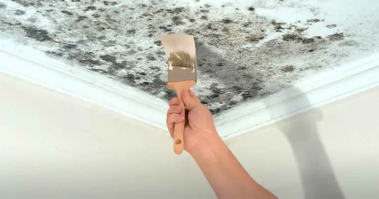 ¿Cómo eliminar la humedad y el moho con un remedio sencillo y eficaz?