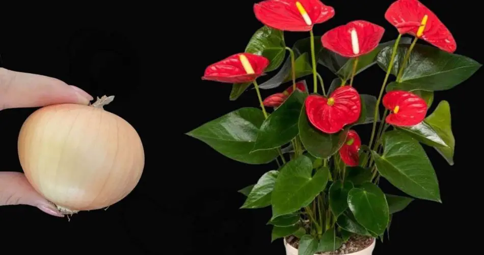Anthurium, con este movimiento su planta florece todo el año sin interrupción