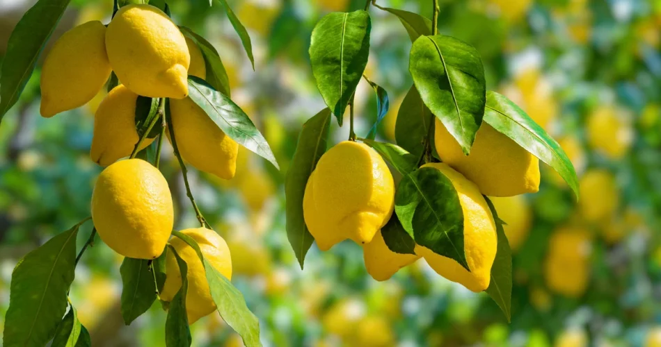 Árboles de limón: hágalo antes de mediados de abril o despídase de los limones