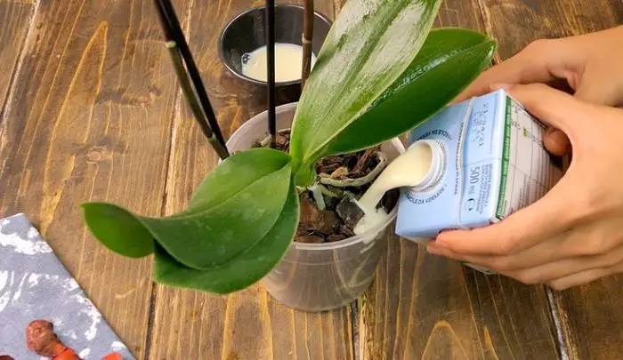 Así se cuida una orquídea: métodos fáciles para flores y hojas