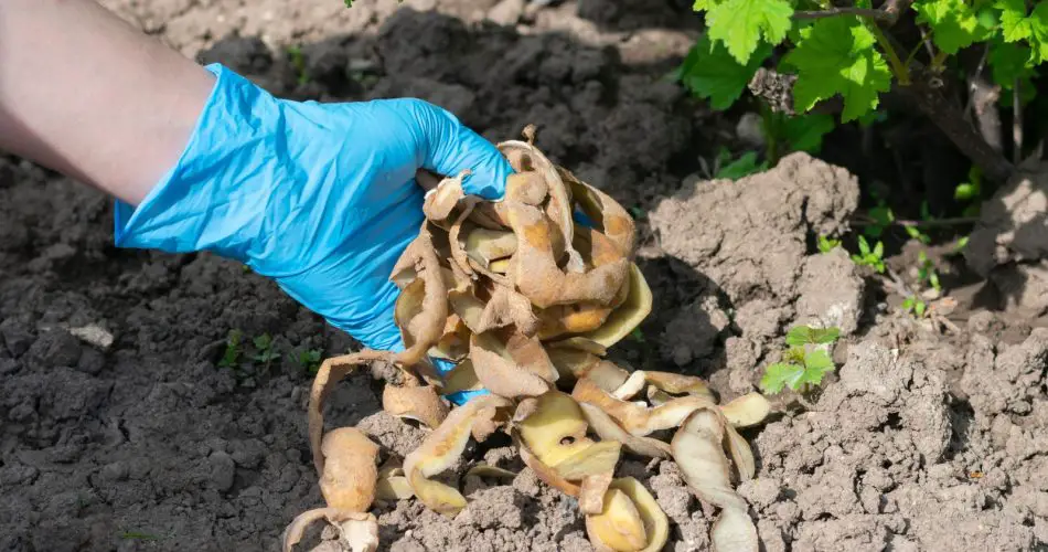 Cáscaras de patata: No las tire más a la basura y ahorre mucho dinero.