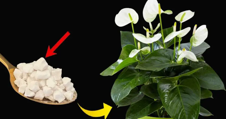 Cinta de la paz, solo con este ingrediente florece hasta 10 años seguidos