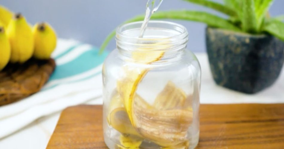 Colocar una cáscara de plátano en una jarra con agua hirviendo durante 1 hora: ¿Qué pasa?