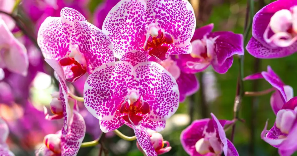 Coloque esta verdura junto a su orquídea: florecerá casi de inmediato