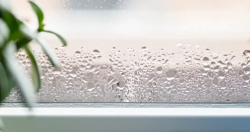Con esta maravillosa (y elegante) planta, se despide para siempre de la humedad en su interior