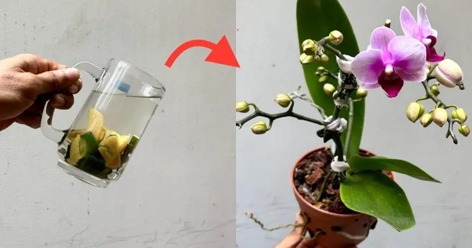 Con solo una taza de este líquido, tus orquídeas pueden durar hasta 5 años más