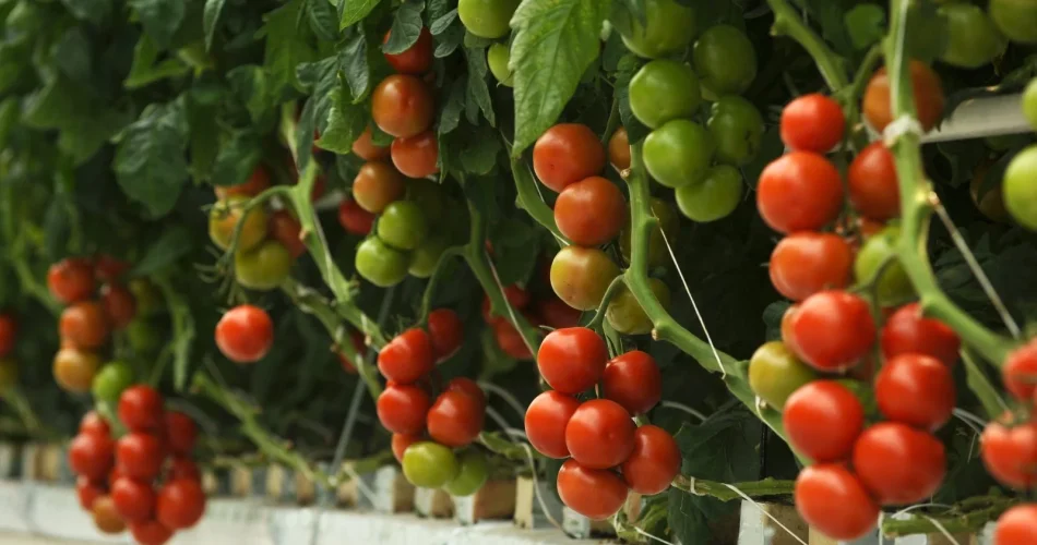 Cultivo tomates con el truco que me enseñó mi abuelo! Cosecha abundante