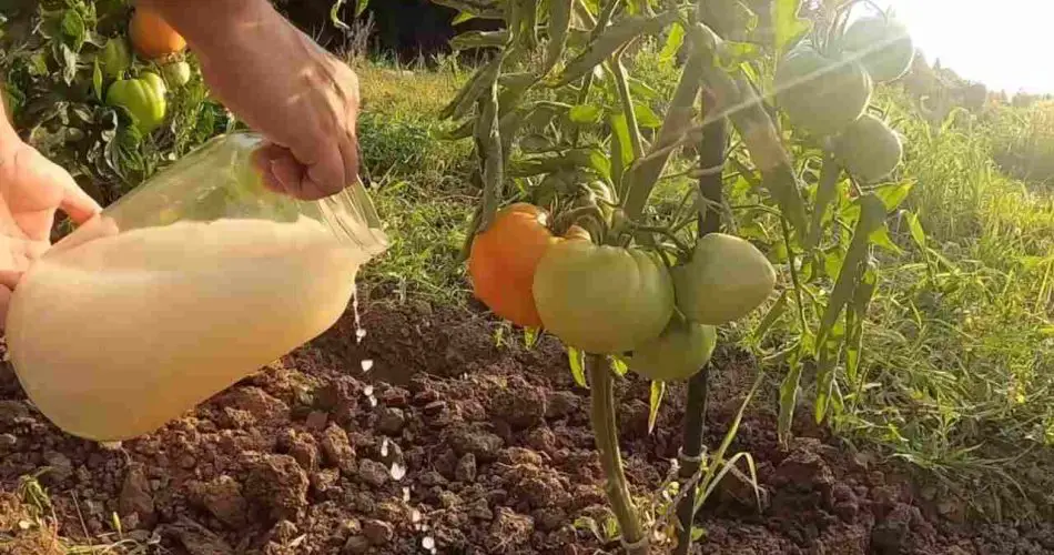 Dáselo a todas las plantas de tu jardín y tendrás sacos llenos de cosecha