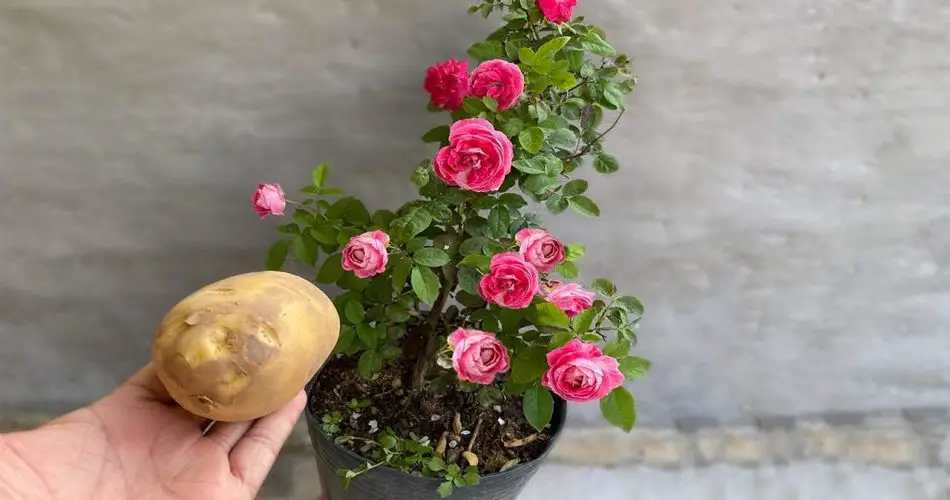 Deje 1 papa en la planta durante la noche: al día siguiente encontrará algo único