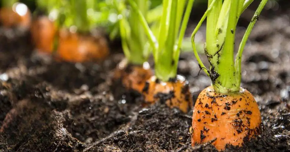 Duplique su cosecha de zanahorias con este ingenioso truco – siempre funcionará