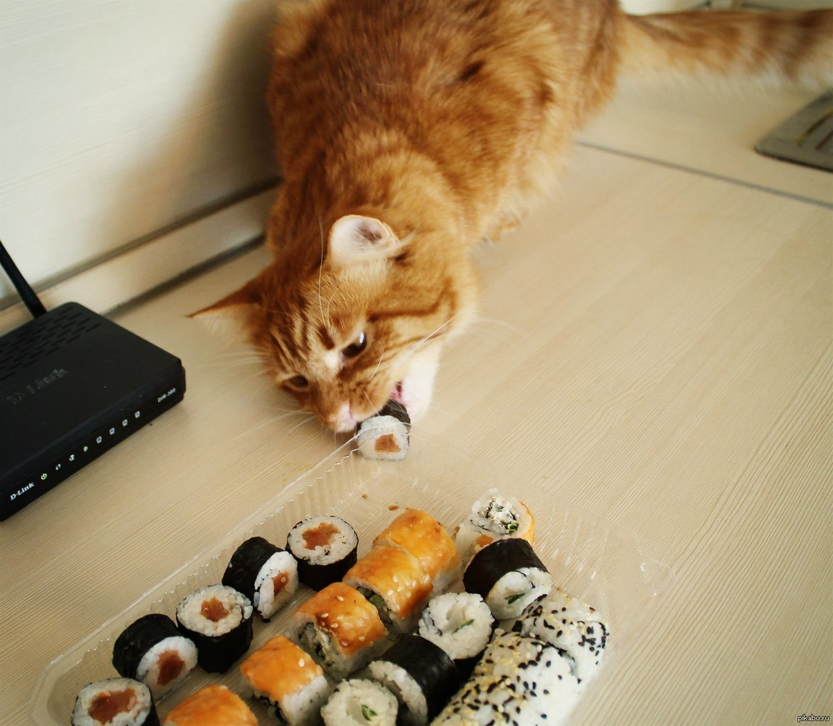El mal hábito de mi gato: 6 formas sencillas de corregirlo sin arruinar tus armarios de cocina