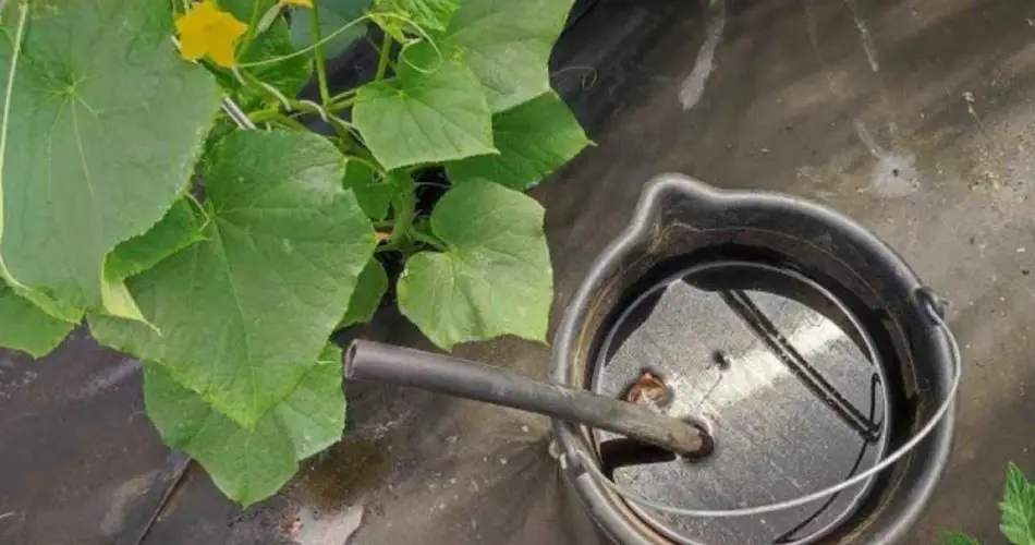 Esta mezcla mantiene vivos tomates, pimientos, berenjenas y cebollas durante años.