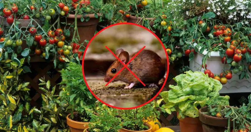 Esta planta ahuyenta inmediatamente a los ratones de tu casa: úsala para sazonar tus platos