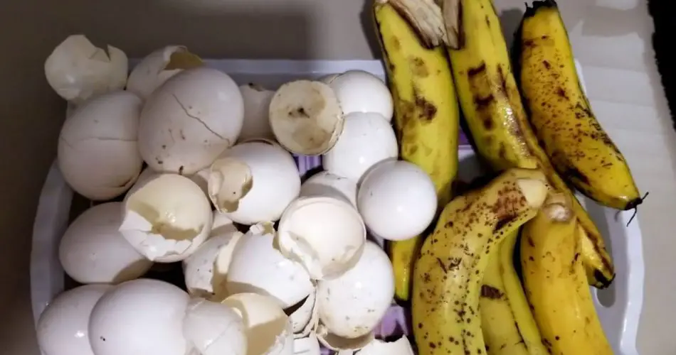 Estos 2 ingredientes son oro en el huerto y jardín: un fertilizante muy poderoso