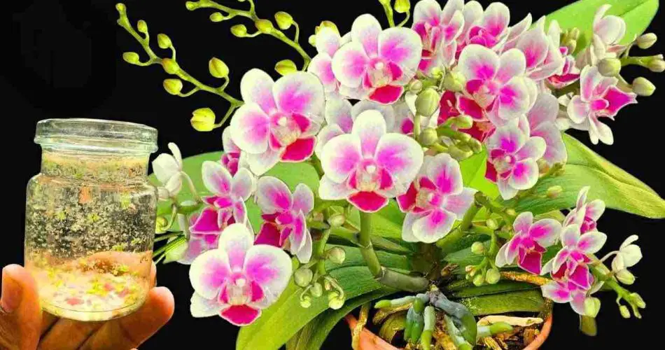 Fertilizante potente, mucho más fuerte que el ajo: las plantas florecen durante 6 meses