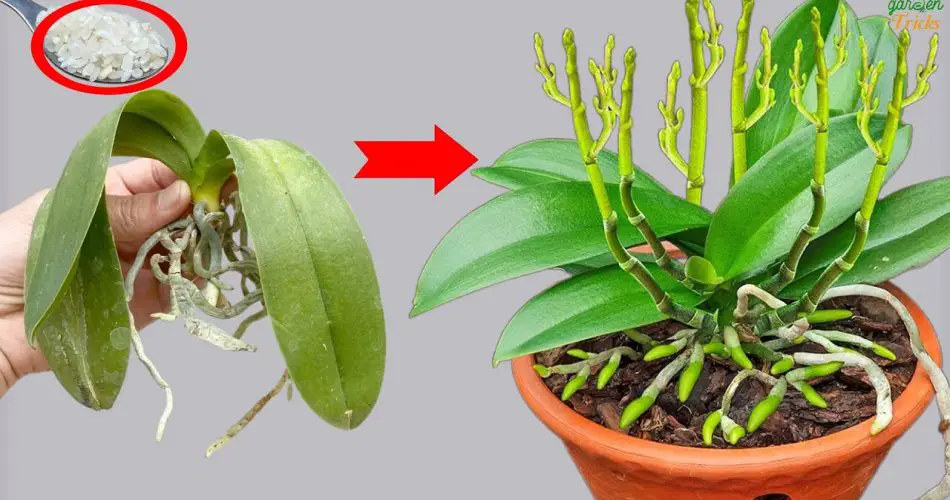 Flores instantáneas mágicas de Orchid Revival con una pizca sencilla