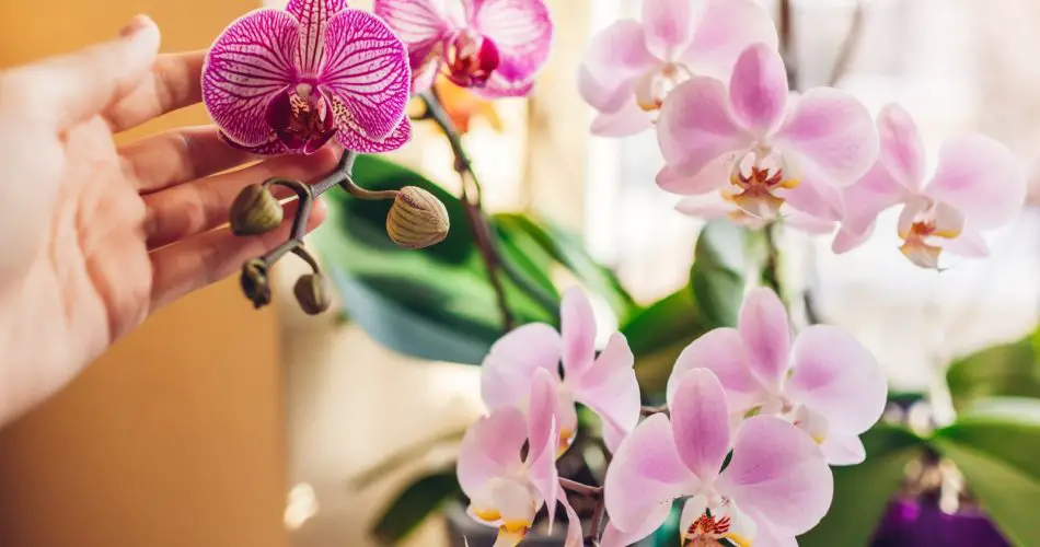 Haga que sus orquídeas florezcan en invierno con este fertilizante mágico