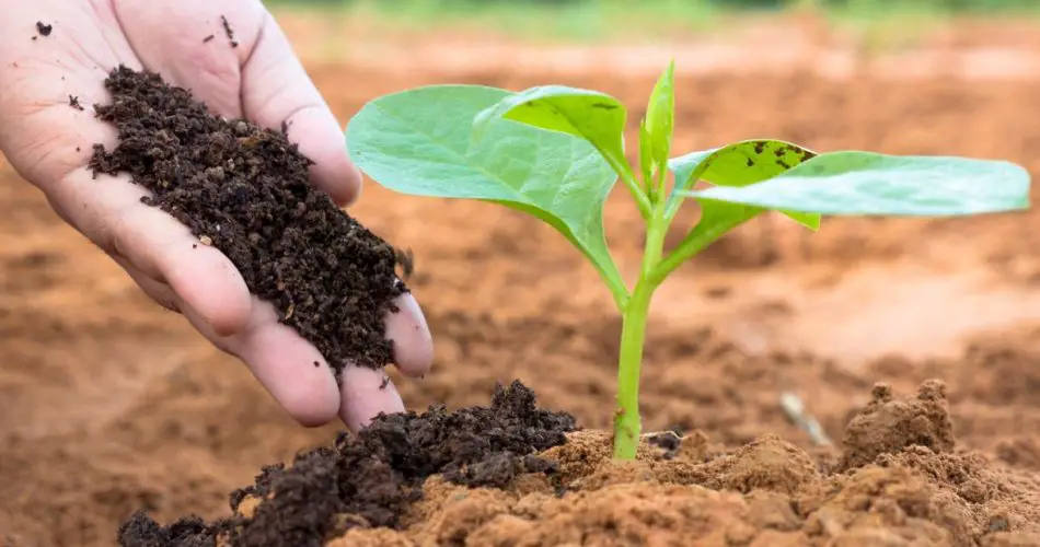 Jardín: los 10 mejores abonos naturales para usted
