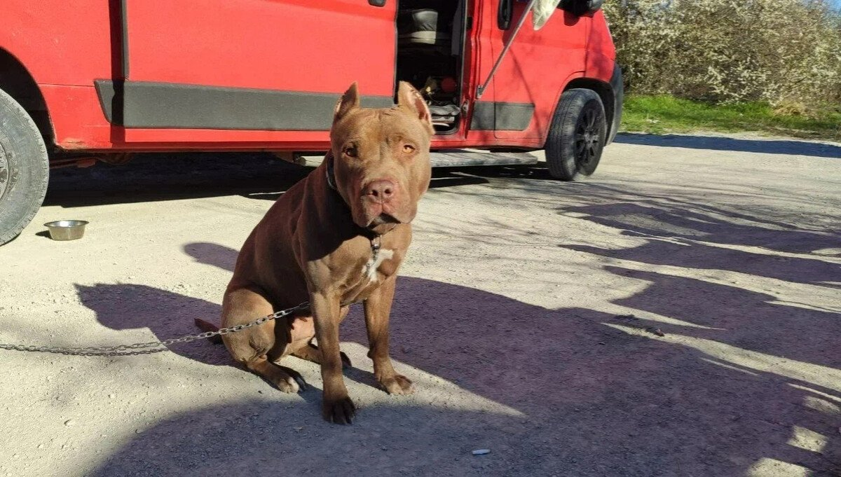 La casa de mi amiga tiene un perro y siempre está limpia. Aplica consejos simples y estate siempre listo para recibir invitados.