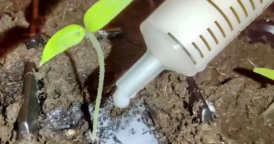 Las plántulas de tomate crecen en muy poco tiempo cuando se inyectan en la tierra.