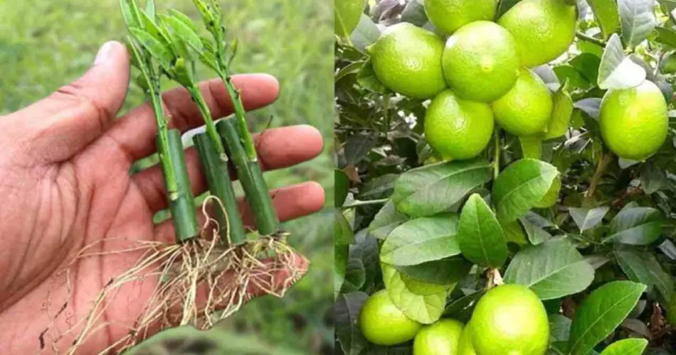 Limones: cómo propagarlos y mantenerlos jugosos, el método de nuestros abuelos