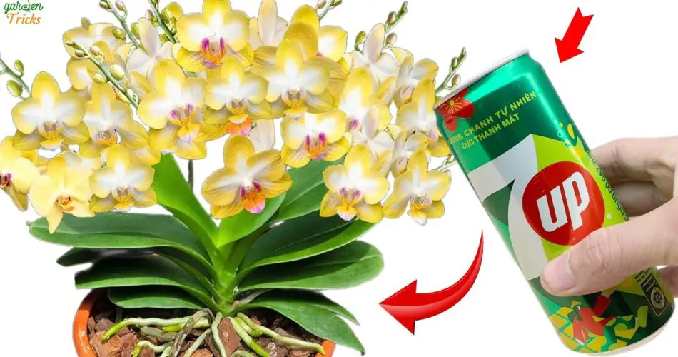 Magia de Orquídeas: ¡Activa Flores Todo el Año con una Fórmula 7-Up!