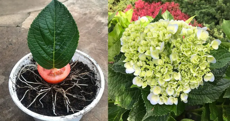 Mejore el crecimiento de las hortensias. La influencia del tomate en su cultivo