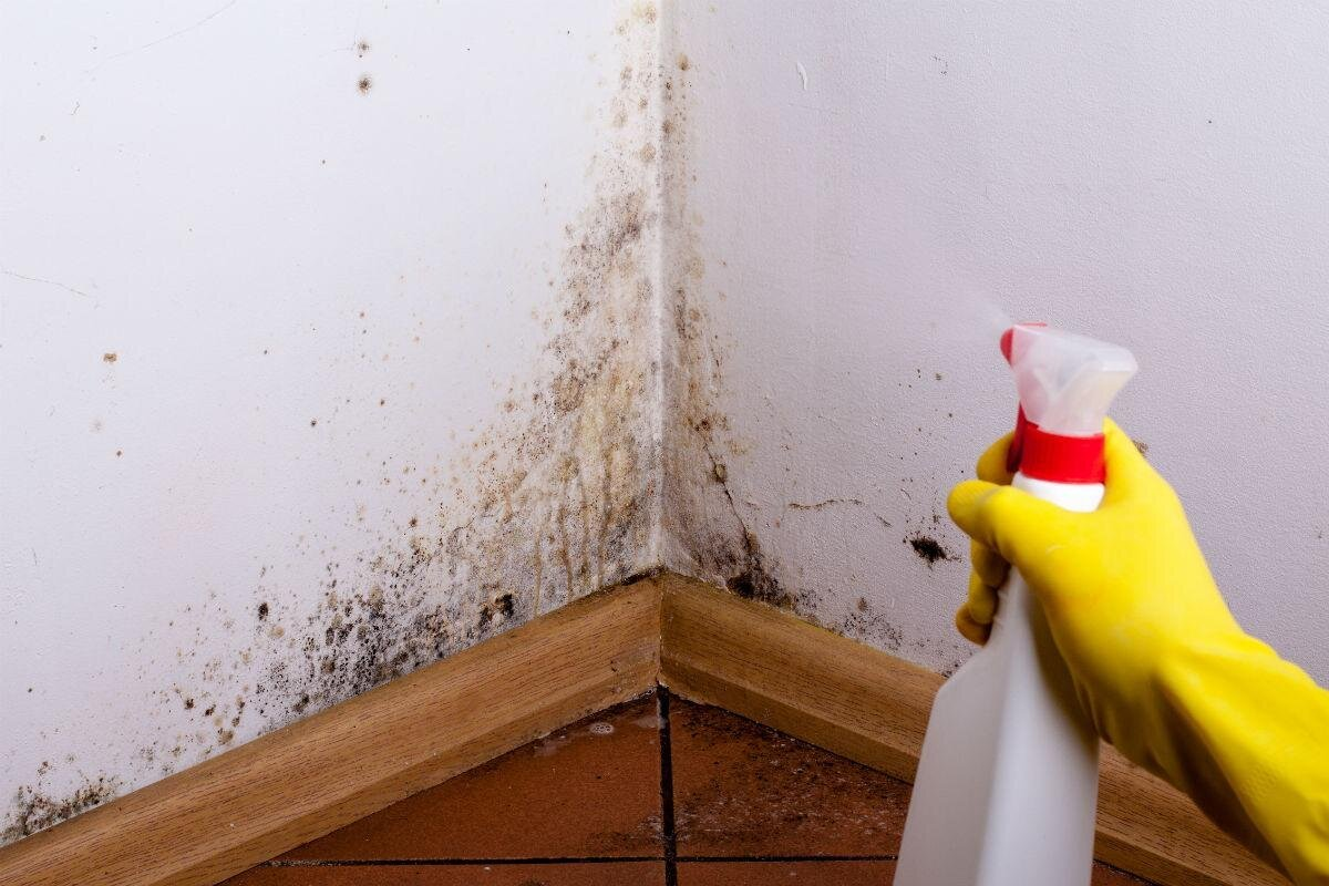 Moho en las paredes: Elimina el moho en tu hogar con remedios naturales económicos