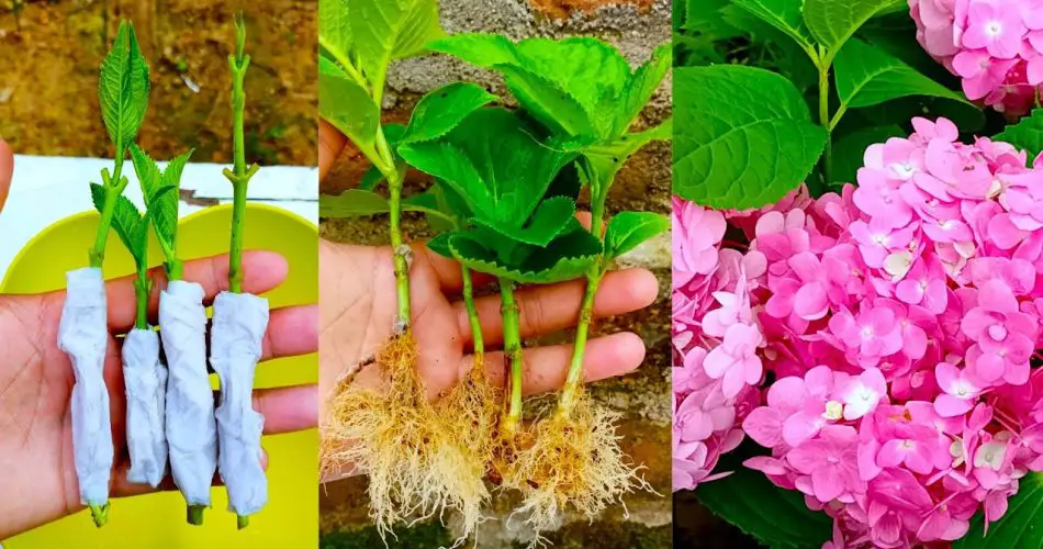 Multiplicar flores de hortensia con papel de seda, un método 100 % exitoso