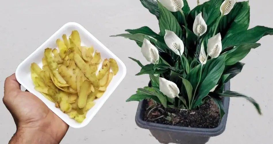 No lo tire más, se sorprenderá de los beneficios que tiene para las plantas.