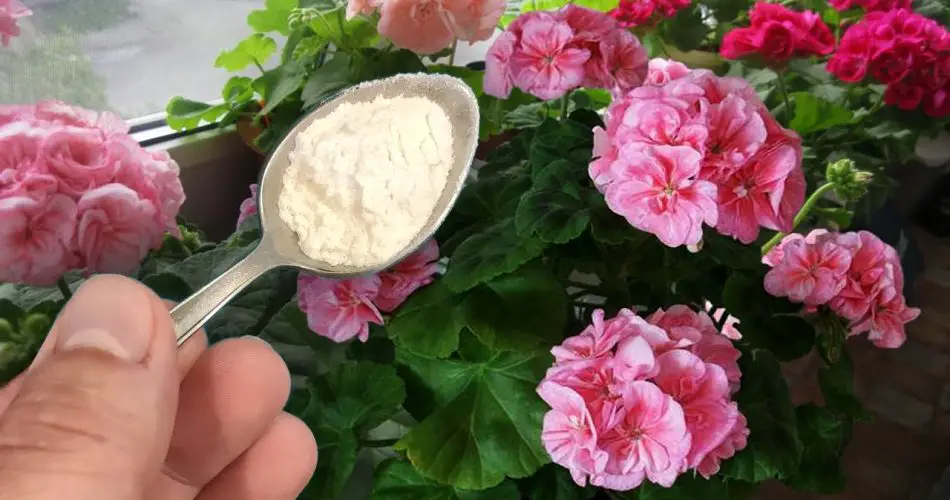 Nueva vitalidad: ¡Revitaliza tu geranio con solo una cucharada!