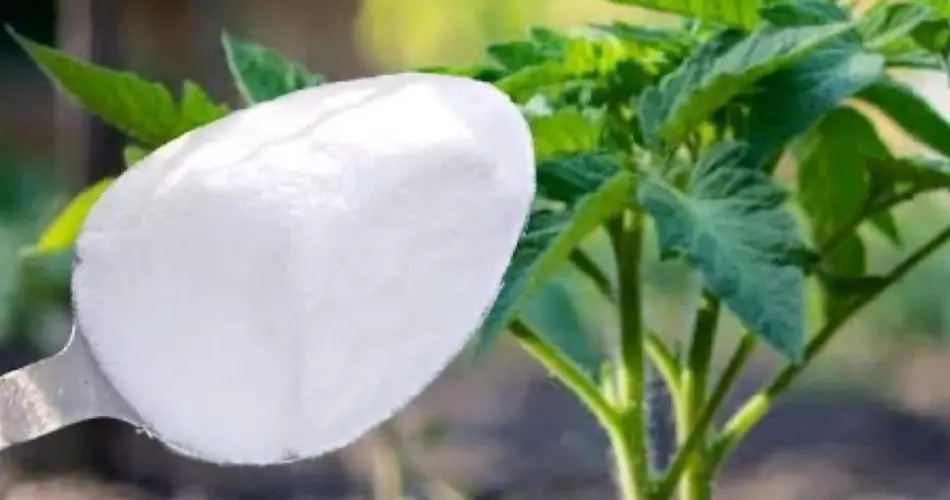 Nunca plante tomates, pimientos y pepinos sin esto, siempre dáselo a las plantas.